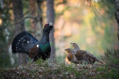 © photosimon