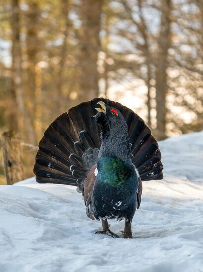 Auerwild Winter | © Adobe Stock
